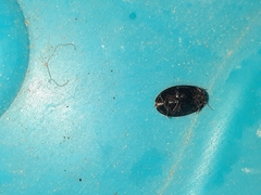Agabinae