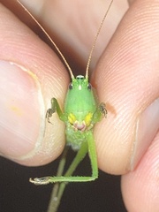 Neoconocephalus retusus