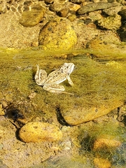 Rana luteiventris