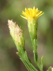 Euthamia occidentalis