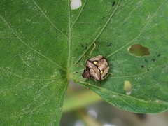 Eysarcoris guttigerus