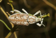 Apleurus albovestitus
