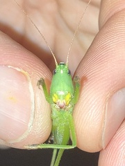 Neoconocephalus retusus