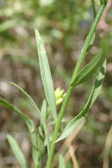 Euthamia occidentalis