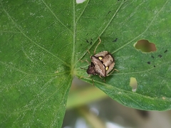 Eysarcoris guttigerus