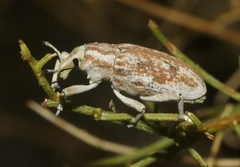 Apleurus albovestitus