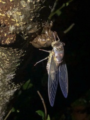 Cicadinae