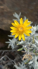 Senecio mairetianus