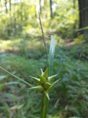 Carex intumescens
