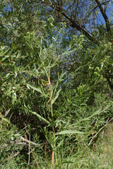 Euthamia occidentalis