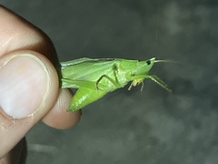 Neoconocephalus retusus