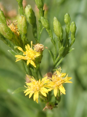 Euthamia occidentalis