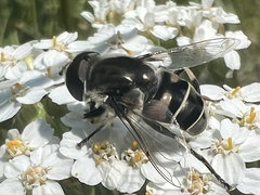 Eristalis dimidiata