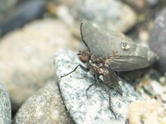 Fucellia