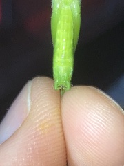 Neoconocephalus retusus