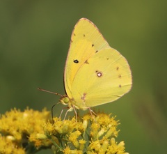 Colias eurytheme