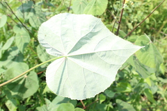 Abutilon reventum