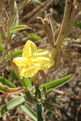 Oenothera elata hirsutissima