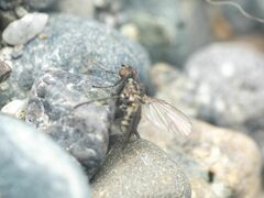 Fucellia