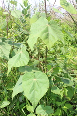 Abutilon reventum