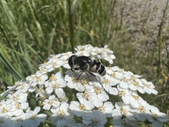 Eristalis dimidiata