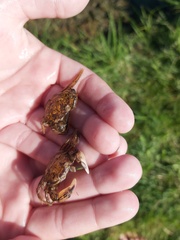 Rhithropanopeus harrisii