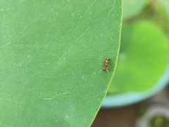 Myrmarachne formosana