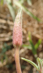 Oenothera elata hirsutissima