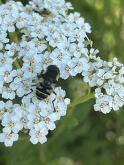 Eristalis dimidiata