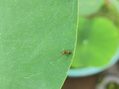 Myrmarachne formosana
