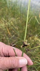 Bolboschoenus maritimus paludosus