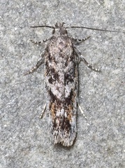 Filatima