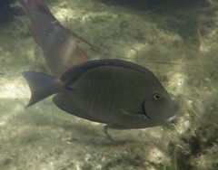 Acanthurus chirurgus