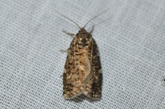 Choristoneura fumiferana