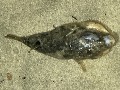 Sphoeroides maculatus