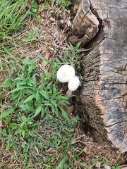 Leucocoprinus cepistipes