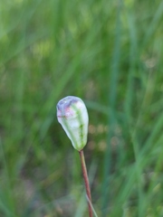 Fritillaria meleagroides