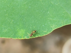 Myrmarachne formosana