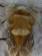 Megalopyge opercularis