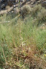 Oenothera elata hirsutissima