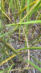 Bolboschoenus maritimus paludosus