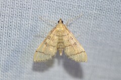 Herpetogramma theseusalis