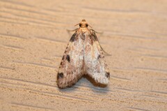 Aglossa costiferalis
