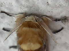 Megalopyge opercularis