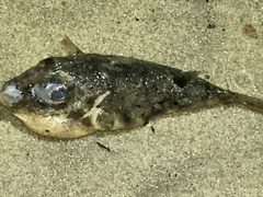 Sphoeroides maculatus