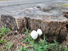 Leucocoprinus cepistipes