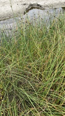 Bolboschoenus maritimus paludosus