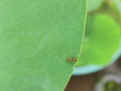 Myrmarachne formosana