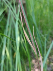 Fritillaria meleagroides