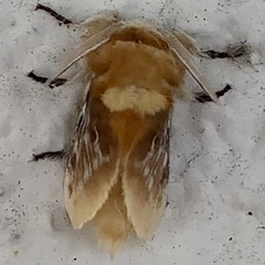 Megalopyge opercularis